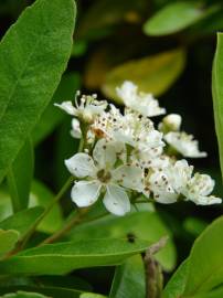 Fotografia da espécie Pyracantha angustifolia