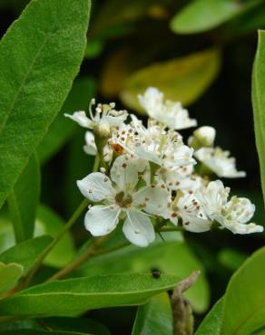 Fotografia 5 da espécie Pyracantha angustifolia no Jardim Botânico UTAD