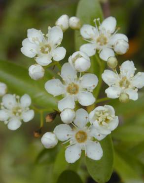 Fotografia 6 da espécie Pyracantha angustifolia no Jardim Botânico UTAD