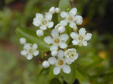 Fotografia da espécie Pyracantha angustifolia