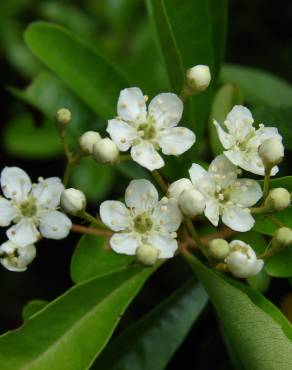 Fotografia 7 da espécie Pyracantha angustifolia no Jardim Botânico UTAD