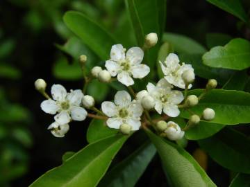 Fotografia da espécie Pyracantha angustifolia