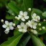 Fotografia 7 da espécie Pyracantha angustifolia do Jardim Botânico UTAD