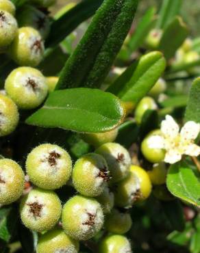 Fotografia 8 da espécie Pyracantha angustifolia no Jardim Botânico UTAD