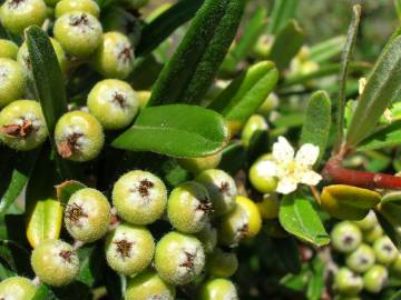 Fotografia da espécie Pyracantha angustifolia