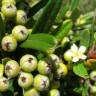 Fotografia 8 da espécie Pyracantha angustifolia do Jardim Botânico UTAD