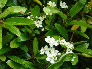 Fotografia da espécie Pyracantha angustifolia