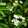 Fotografia 9 da espécie Pyracantha angustifolia do Jardim Botânico UTAD