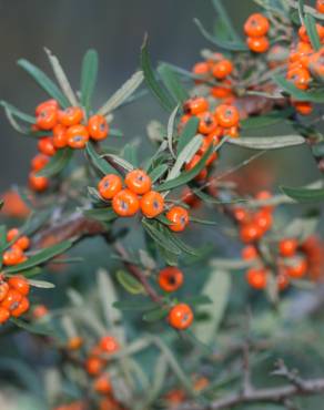 Fotografia 1 da espécie Pyracantha angustifolia no Jardim Botânico UTAD