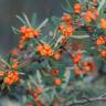 Fotografia 1 da espécie Pyracantha angustifolia do Jardim Botânico UTAD