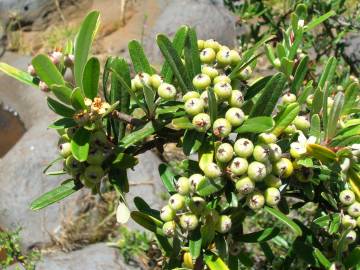 Fotografia da espécie Pyracantha angustifolia