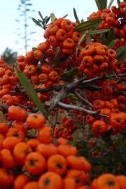 Fotografia da espécie Pyracantha angustifolia