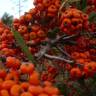 Fotografia 11 da espécie Pyracantha angustifolia do Jardim Botânico UTAD