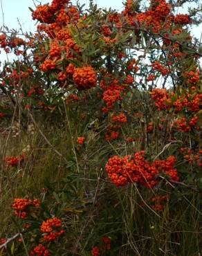 Fotografia 13 da espécie Pyracantha angustifolia no Jardim Botânico UTAD