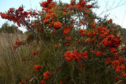 Fotografia da espécie Pyracantha angustifolia