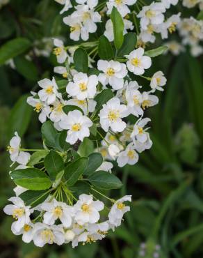 Fotografia 14 da espécie Pyracantha angustifolia no Jardim Botânico UTAD