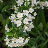 Fotografia 14 da espécie Pyracantha angustifolia do Jardim Botânico UTAD