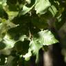 Fotografia 6 da espécie Quercus canariensis do Jardim Botânico UTAD