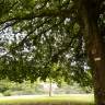 Fotografia 8 da espécie Quercus canariensis do Jardim Botânico UTAD