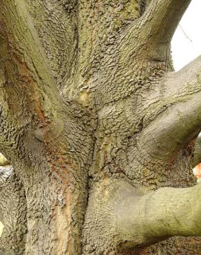 Fotografia 4 da espécie Quercus castaneifolia no Jardim Botânico UTAD