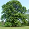 Fotografia 6 da espécie Quercus castaneifolia do Jardim Botânico UTAD