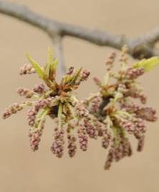 Fotografia da espécie Quercus castaneifolia