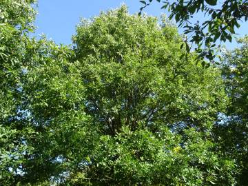 Fotografia da espécie Quercus castaneifolia