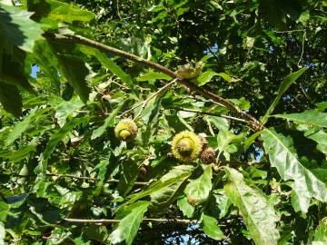 Fotografia da espécie Quercus castaneifolia