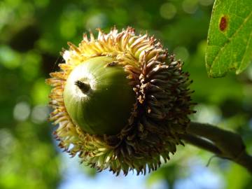 Fotografia da espécie Quercus castaneifolia