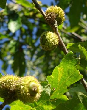 Fotografia 15 da espécie Quercus castaneifolia no Jardim Botânico UTAD