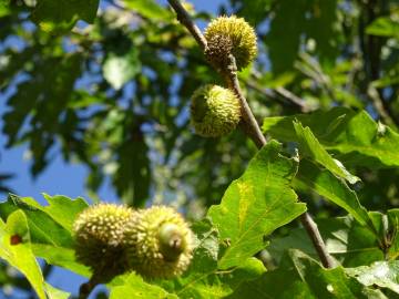 Fotografia da espécie Quercus castaneifolia