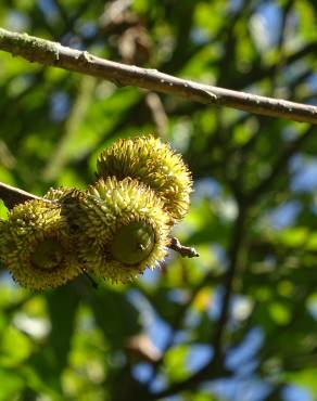 Fotografia 17 da espécie Quercus castaneifolia no Jardim Botânico UTAD