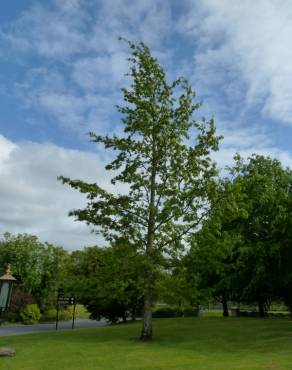 Fotografia 6 da espécie Quercus cerris no Jardim Botânico UTAD