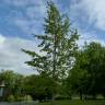 Fotografia 6 da espécie Quercus cerris do Jardim Botânico UTAD