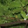 Fotografia 7 da espécie Quercus cerris do Jardim Botânico UTAD