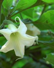 Fotografia da espécie Brugmansia arborea