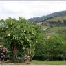 Fotografia 9 da espécie Brugmansia arborea do Jardim Botânico UTAD