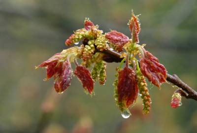 Fotografia da espécie Quercus coccinea