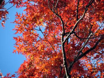 Fotografia da espécie Quercus coccinea