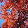 Fotografia 10 da espécie Quercus coccinea do Jardim Botânico UTAD