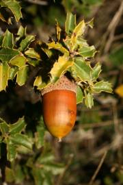 Fotografia da espécie Quercus coccifera