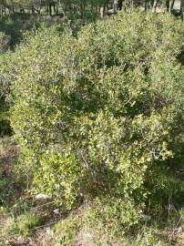 Fotografia da espécie Quercus coccifera