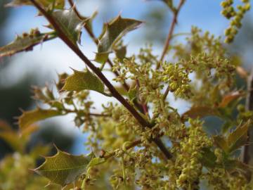 Fotografia da espécie Quercus coccifera