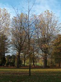 Fotografia da espécie Quercus rubra