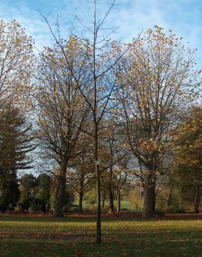 Fotografia 4 da espécie Quercus rubra no Jardim Botânico UTAD