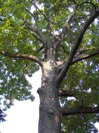 Fotografia da espécie Quercus rubra