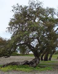 Quercus suber