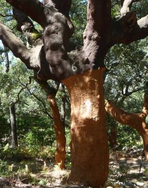 Fotografia 11 da espécie Quercus suber no Jardim Botânico UTAD