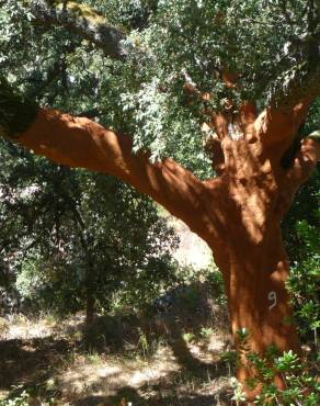 Fotografia 12 da espécie Quercus suber no Jardim Botânico UTAD