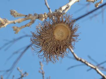 Fotografia da espécie Quercus cerris